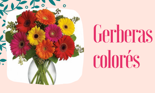 Gerberas colorés