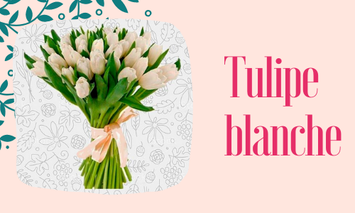 Tulipe blanche