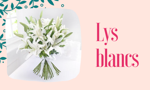 Lys blancs