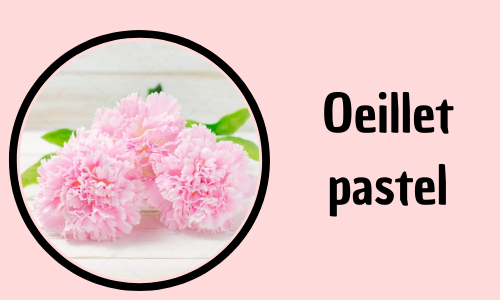 Oeillet pastel