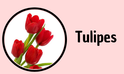 Tulipes