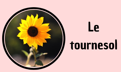 Le tournesol