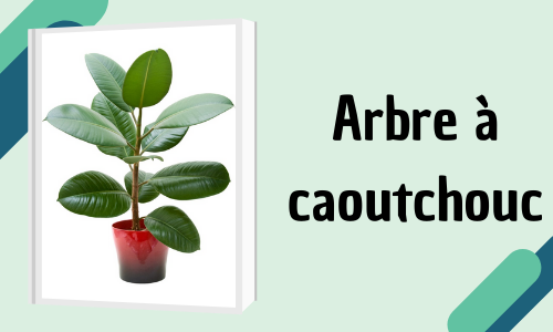 Arbre à caoutchouc