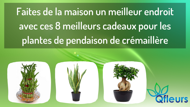 Faites de la maison un meilleur endroit avec ces 8 meilleurs cadeaux pour les plantes de pendaison de crémaillère