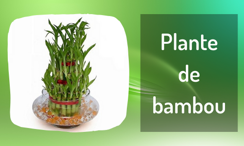 Plante de bambou