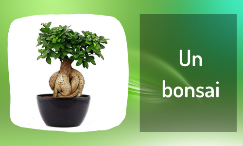 Un bonsai