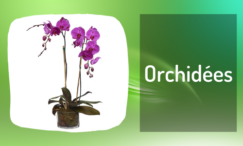 Orchidées