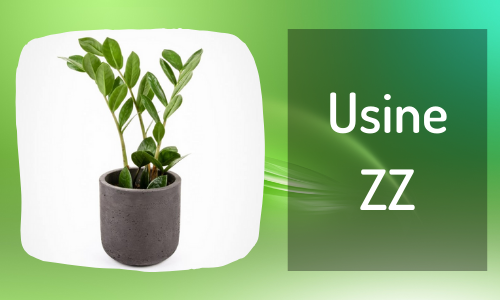 Usine ZZ