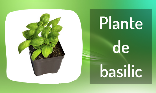 Plante de basilic