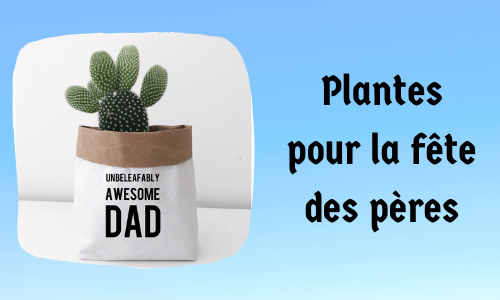 Plantes pour la fête des pères