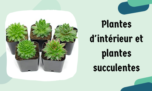 Plantes d'intérieur et plantes succulentes