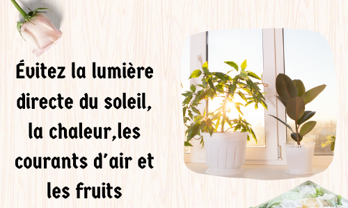 Évitez la lumière directe du soleil, la chaleur, les courants d'air et les fruits