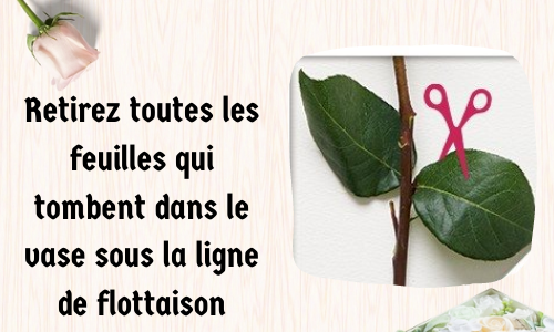 Retirez toutes les feuilles qui tombent dans le vase sous la ligne de flottaison