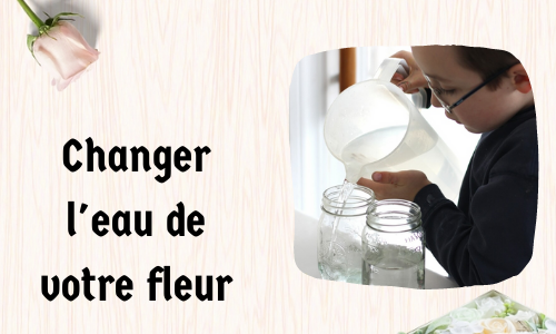 Changer l'eau de votre fleur