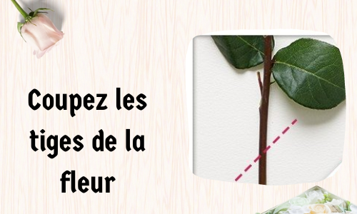 Coupez les tiges de la fleur