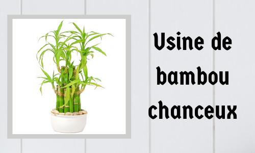 Usine de bambou chanceux