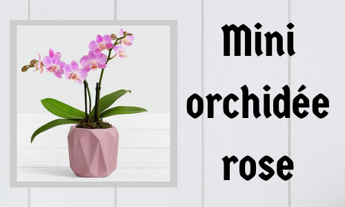 Mini orchidée rose