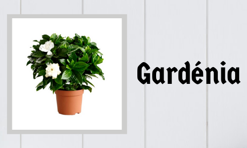 Gardénia