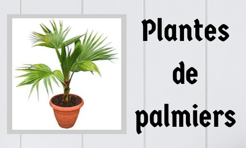 Plantes de palmiers