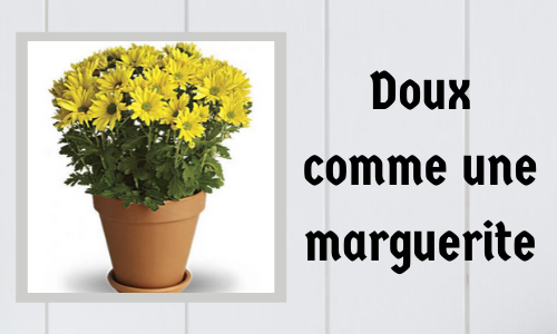 Doux comme une marguerite