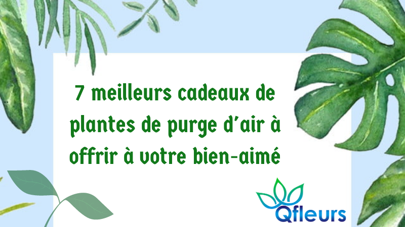 7 meilleurs cadeaux de plantes de purge d'air à offrir à votre bien-aimé