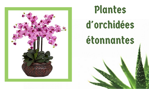 Plantes d'orchidées étonnantes