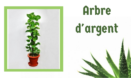Arbre d'argent