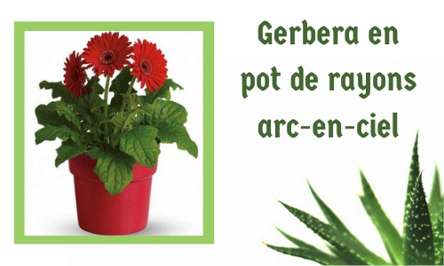 Gerbera en pot de rayons arc-en-ciel
