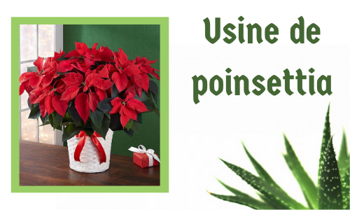 Usine de poinsettia