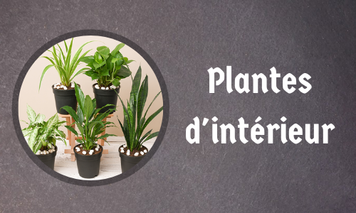 Plantes d'intérieur