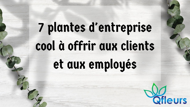 7 plantes d'entreprise cool à offrir aux clients et aux employés