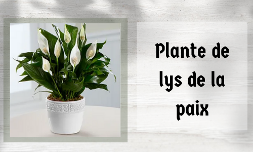 Plante de lys de la paix