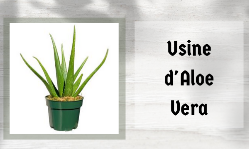 Usine d'Aloe Vera