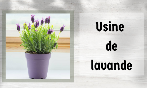 Usine de lavande