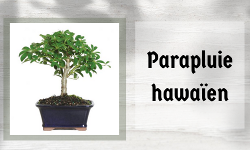 Parapluie hawaïen