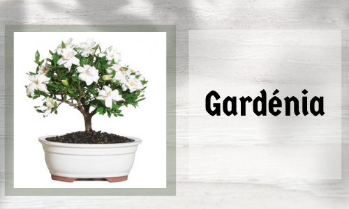 Gardénia