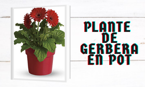 Plante de Gerbera en pot