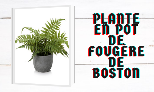 Plante en pot de fougère de Boston