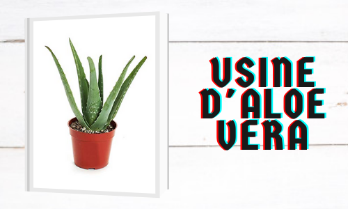 Usine d'Aloe Vera