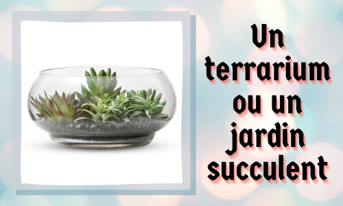Un terrarium ou un jardin succulent