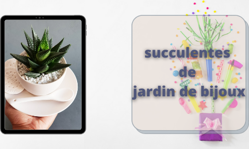 succulentes de jardin de bijoux