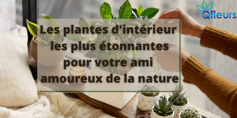 les plantes d'intérieur les plus étonnantes pour votre ami amoureux de la nature