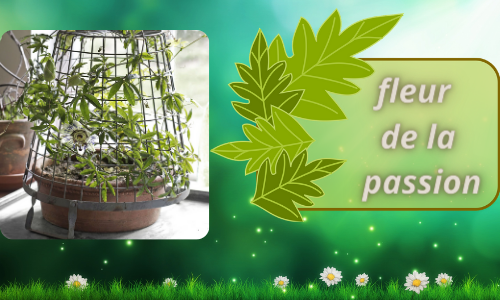 fleur de la passion