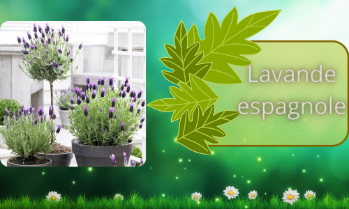lavande espagnole