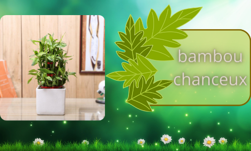 bambou chanceux