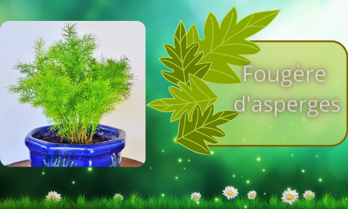fougère d'asperges