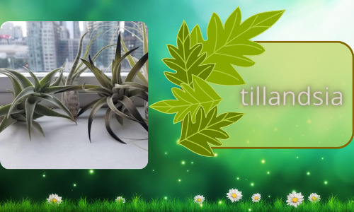 tillandsia