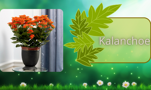 Kalanchoe