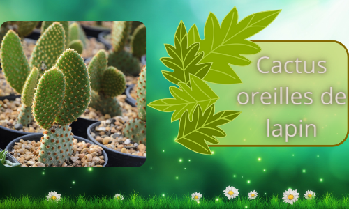 oreilles de lapin cactus