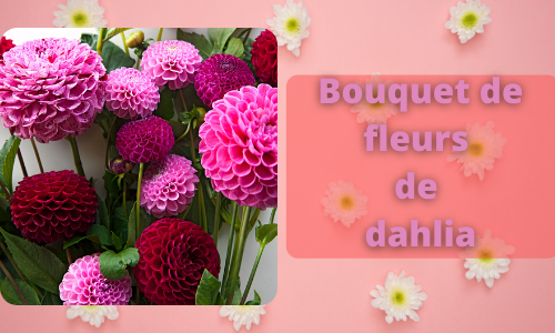 Bouquet de fleurs de dahlia